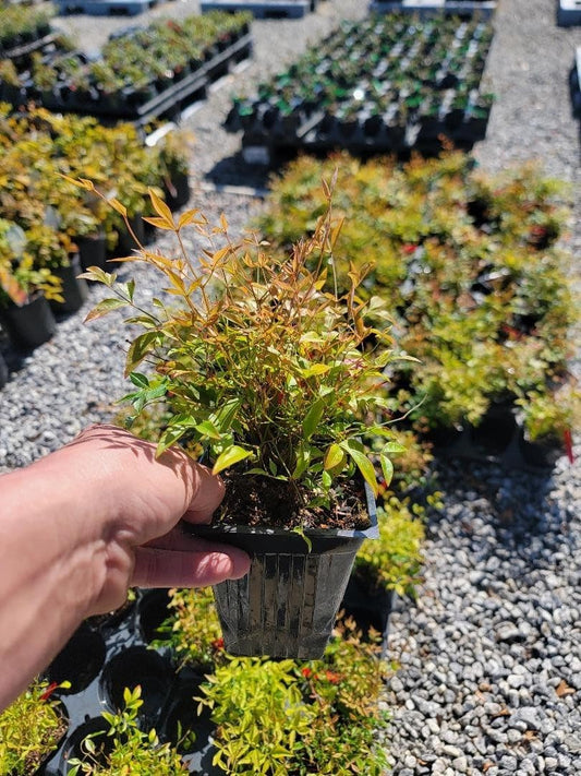 Live Plant - Gulf Stream Nandina Heavenly Bamboo - Live Plant - (1 Qt)
