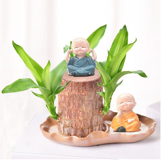 Generic Brazilian Wood, Brazilian Wood Plant, Mini Good Luck Wood for Indoor, Brazilian Wood hydroponic Plant - Indoor Office Desktop Plantr