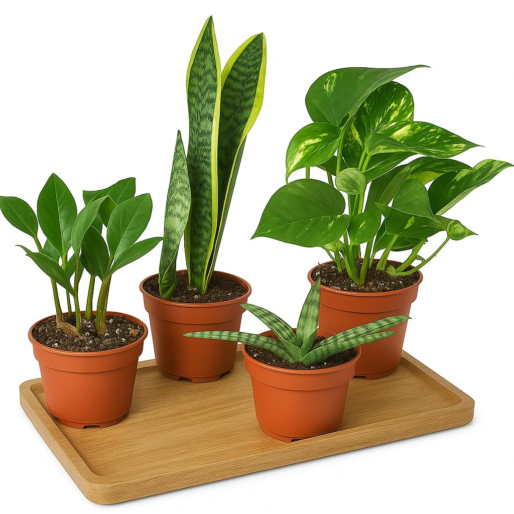 Generic Easy Care Variety Bundle (4 Pack) in 6"" Pot | Live Plant for Indoor | House Plant Decor for Living Room, Office, Bathroom | 12"" - 22"" Tall