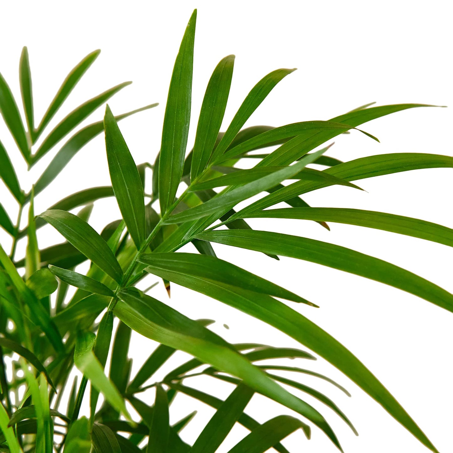 Parlor Palm Live Indoor Plant | Neanthebella Live Plant | Air Purifying Plant | Ship from CA in Nursey Pot | PET Friendly (Medium Plant, 4" Pot)
