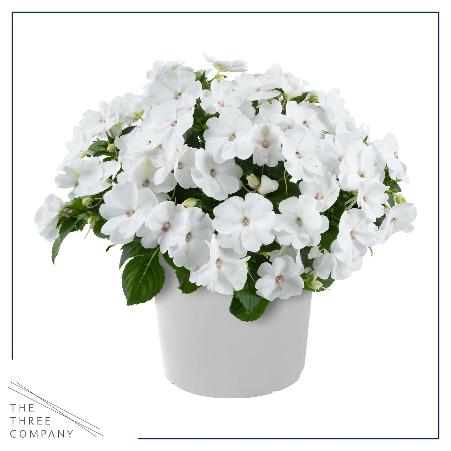 Live Flowering New Guinea Impatiens - White (3 Plants Per Pack) - Beautiful Shade Flowers - 12" Tall by 5" Wide in 1 Qt Pot