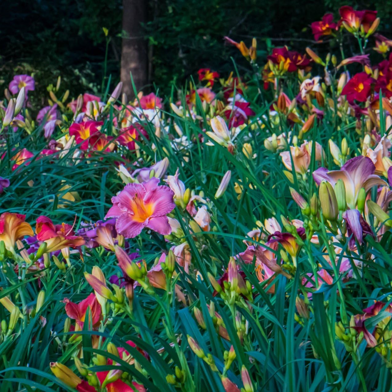 12 Pack - Daylilies by The Dozen, Easy to Grow, Growers Choice (12 bareroots)