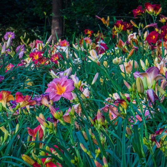 6 Pack - Daylilies by The Dozen, Easy to Grow, Growers Choice (6 Bareroots)