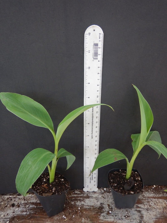 Live Plant - Pisang Ceylon Musa Banana Tree-Small Rooted Starter Plant
