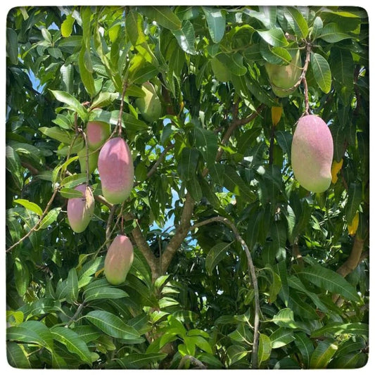 Grafted Valencia Pride Yellow Mango Plant 2.5–3 Ft | Live Mango Fruit Tree | Fast-Growing Tropical Variety for Outdoor Growing & Container Gardening | No Ship to CA,HI,AK