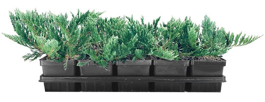 Juniper Blue Chip | 1 Live 4 Inch Pot | Juniperus horizontalis 'Blue Chip' | Low-Maintenance Ground Cover Plants | Drought-Tolerant Landscaping Shrub