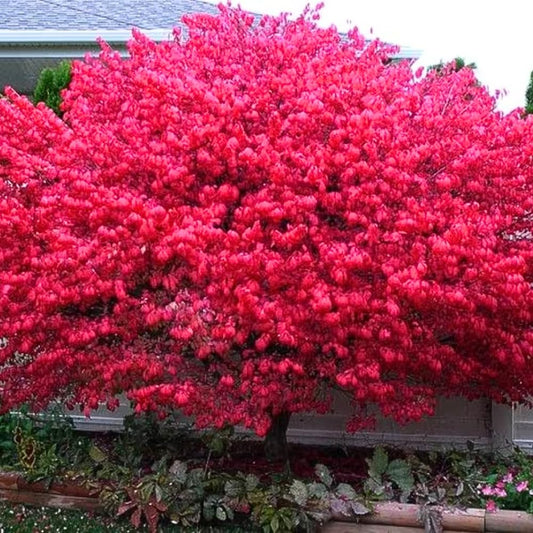 Red Burning Bush Shrub Live Plant, Dwarf Burning Bush Plant in Quart Pot, 6 to 10 Inches Height, Hardy Ornamental Shrubs for Outdoor Planting