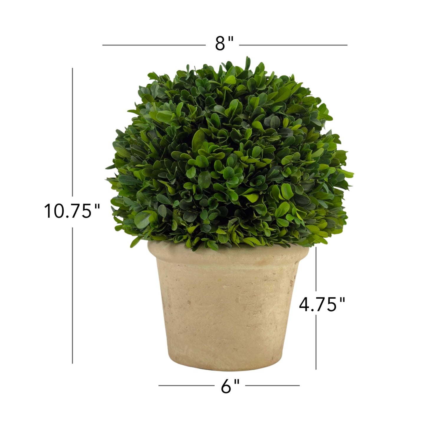 Shine Company Real Preserved Boxwood Ball Topiary in Terracotta Pot (10.75" Tall/8" Wide, Set of 2)