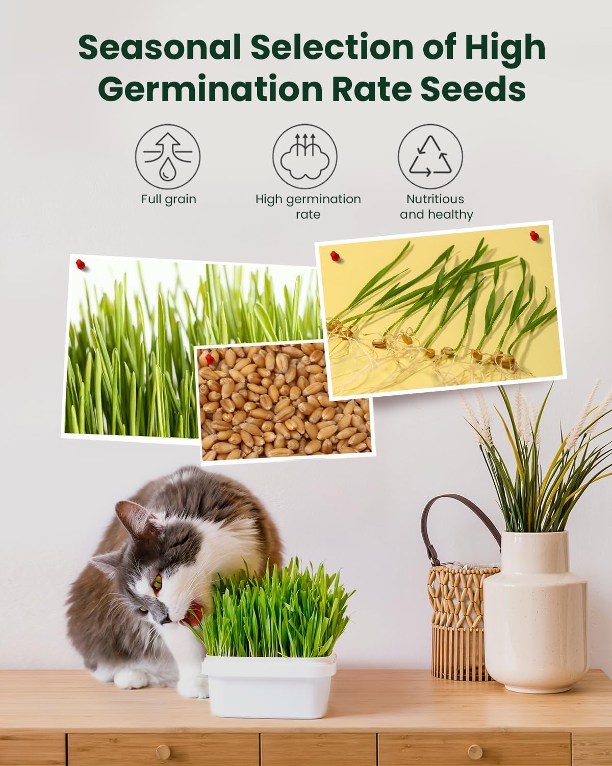 Cat Grass Growing Kit for Indoor Cats – Fast Growing (3-7 Days Harvest), Wheat Seeds, BPA-Free Planter & Soil – Helps Hairball Control, Digestion & Fresh Breath – Green Fresh (3 Pack)