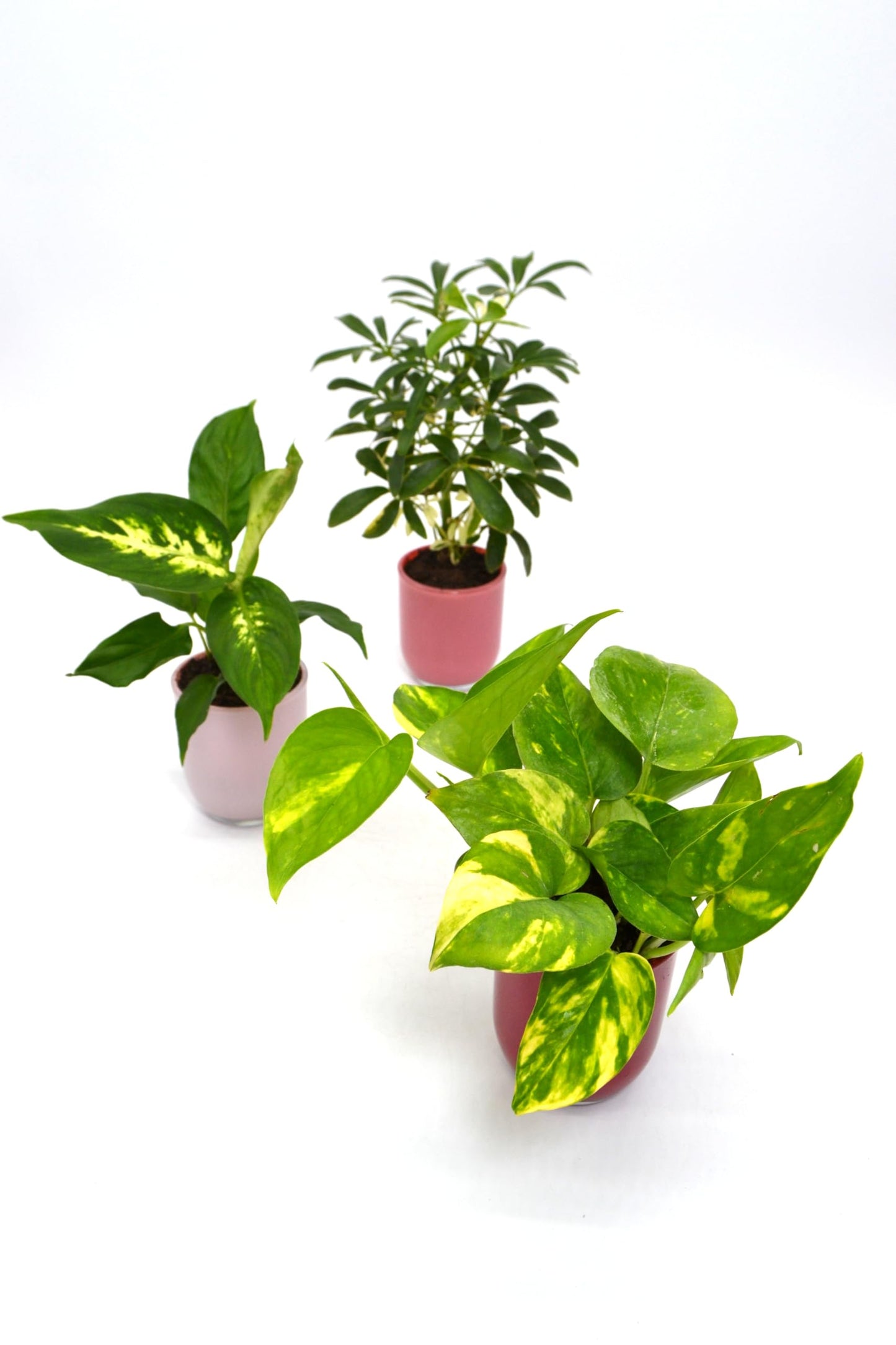 Mini Tropical 2.5 Inch Plants in Pink Glass Cups Live Plants, Set of 3 | Gift Set | Gift for Plant Lovers | Small Tiny Plant Decoration for Home, Office, Desk, Window Sill, Bathroom, Bedroom