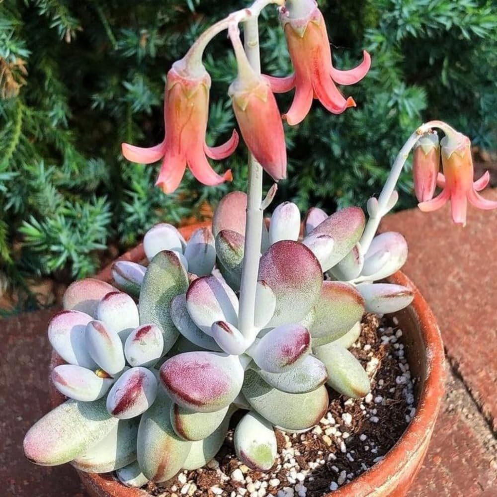 Cotyledon Pendens Live Plant, Rare Trailing Succulent in 2" Pot, Hanging Succulent for Indoor Outdoor Planters