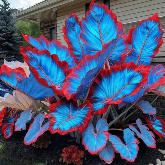 EDRHTJG Elephant Ear-Alocasia macrorrhizos-Wide Leaf Accent for Outdoor Porch Garden Decoration Fresh Natural Shades (6)