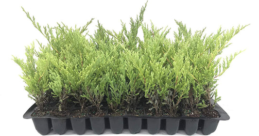 Juniper Andorra Compacta - 10 Live Plants - Juniperus Horizontalis - Drought Tolerant Cold Hardy Evergreen Ground Cover