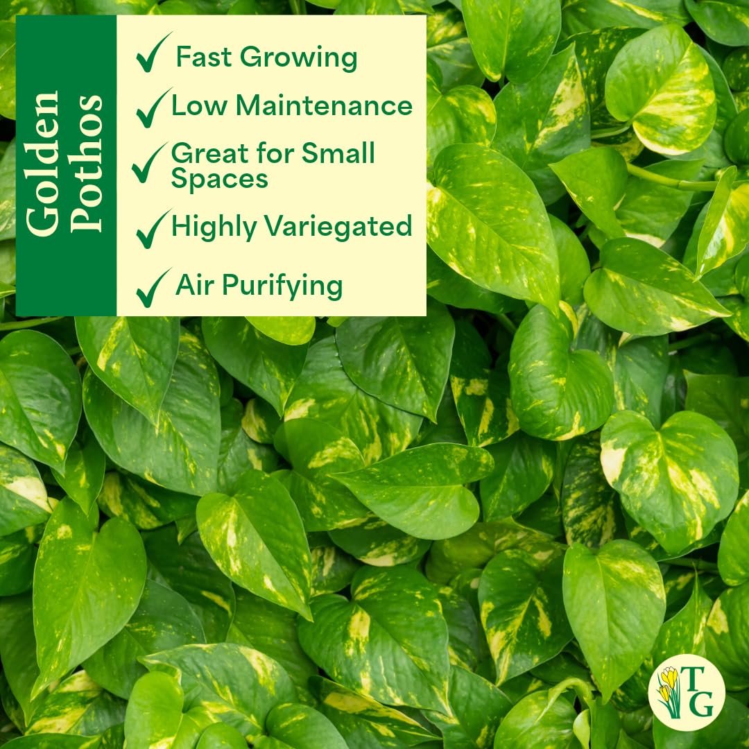 Thorsen's Greenhouse Golden Pothos, Live Indoor Vining Plant, Easy to Grow, Variegated Houseplant, Natural Air Purifier (Nursery Pot, 4-inch Pot)