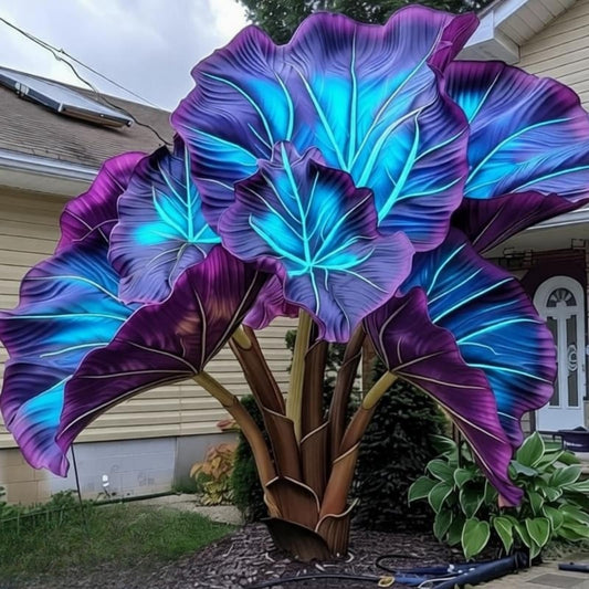 EDRHTJG Alocasia Elephant Ear-Shade Thriving-Tropical Foliage Large Leaf-Decor for Outdoor Garden Patio- Vibrant Hues (6)