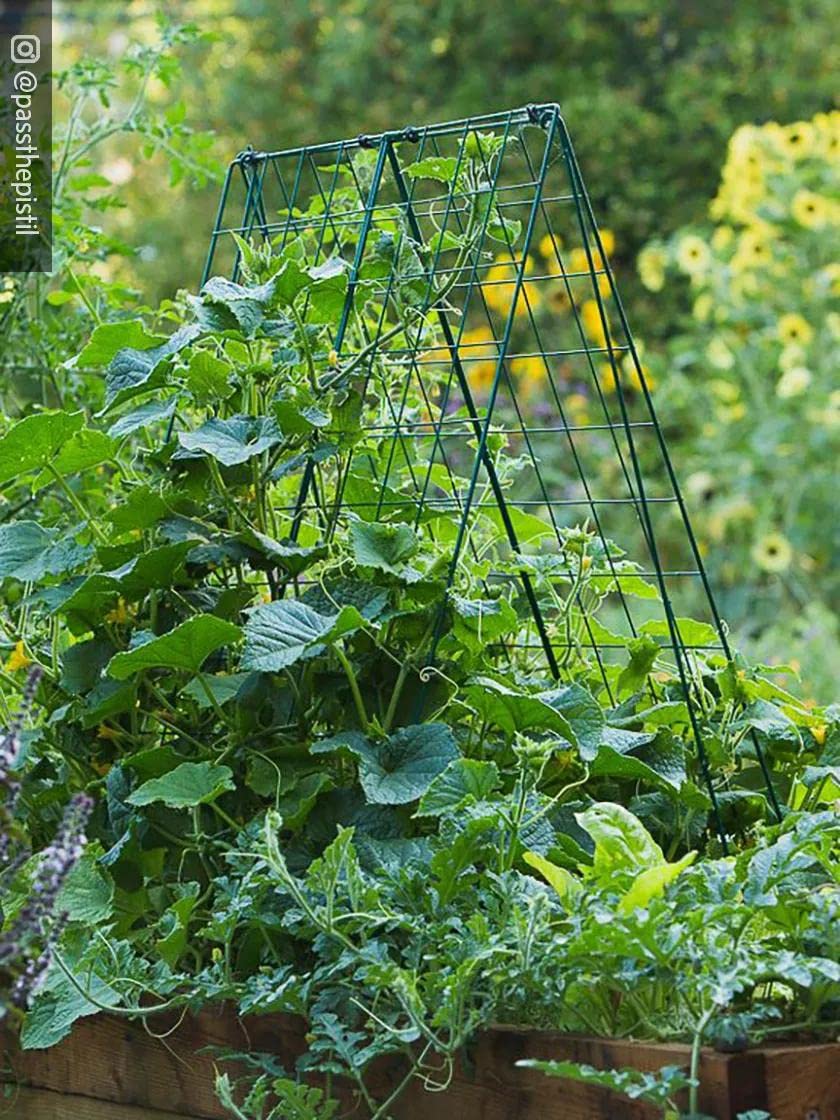 Gardener's Supply Company Deluxe Cucumber Trellis (Green) | Powder Coated Steel Vegetable Support - 32” W x 46” H