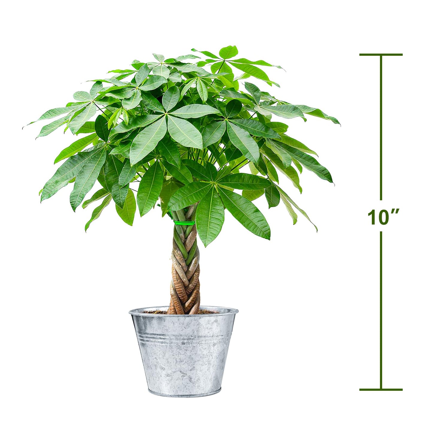 Sprout N Green 8-10" Money Tree with 5 Lucky Braid, Live Plant with Silver Metal Pot, Decoration for Indoor Home Office Tabletop Windowsill Side Table, Housewarming Christmas Gift