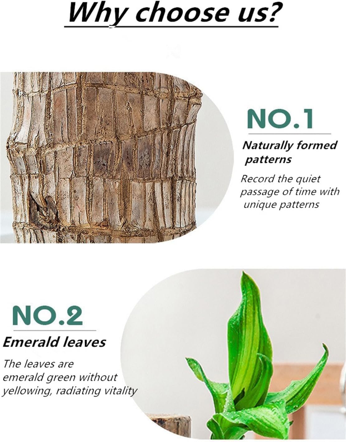Brazilian Lucky Wood，Easy to Maintain and Purify the Air Brazilian Wood，Suitable for Living Rooms, Kitchens, Bedrooms, Desks, and Outdoor Gardens (2A)
