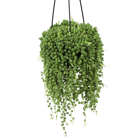 Live String of Pearls Succulent Plant Decor Hanging Basket, Real Succulents & Houseplants for Home or Office, Senecio Rowleyanus, Unique House Plants