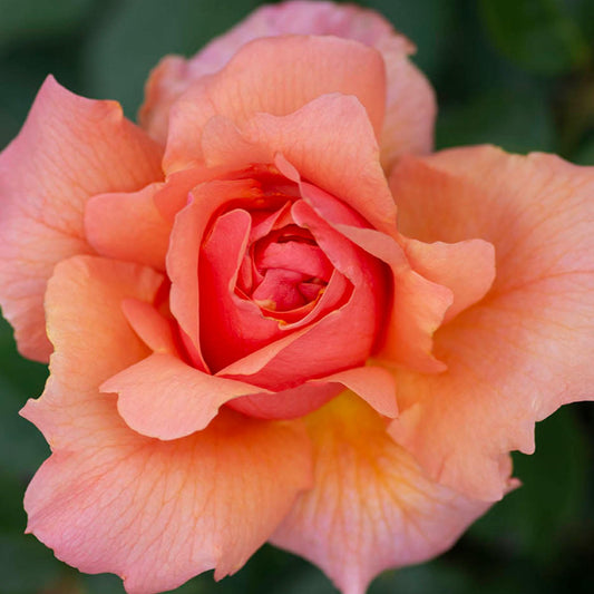 Apricot Candy Rose 1.5 Gallon Potted Live Plant, Reblooming Fragrant Apricot Flowers, Hybrid Tea, Own Root, Stargazer Perennials