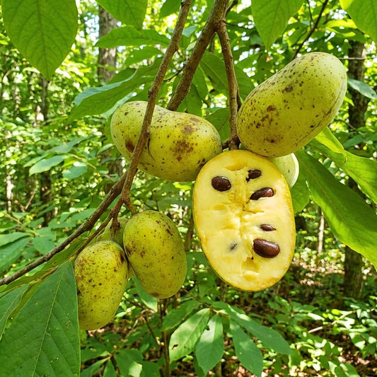 Set 2 Pawpaw Bareroots Live Plant 12-18 Inches Tall, Pawpaw Tree, Asimina Triloba Fruit Tree, Cold Hardy for Outdoor Gardening