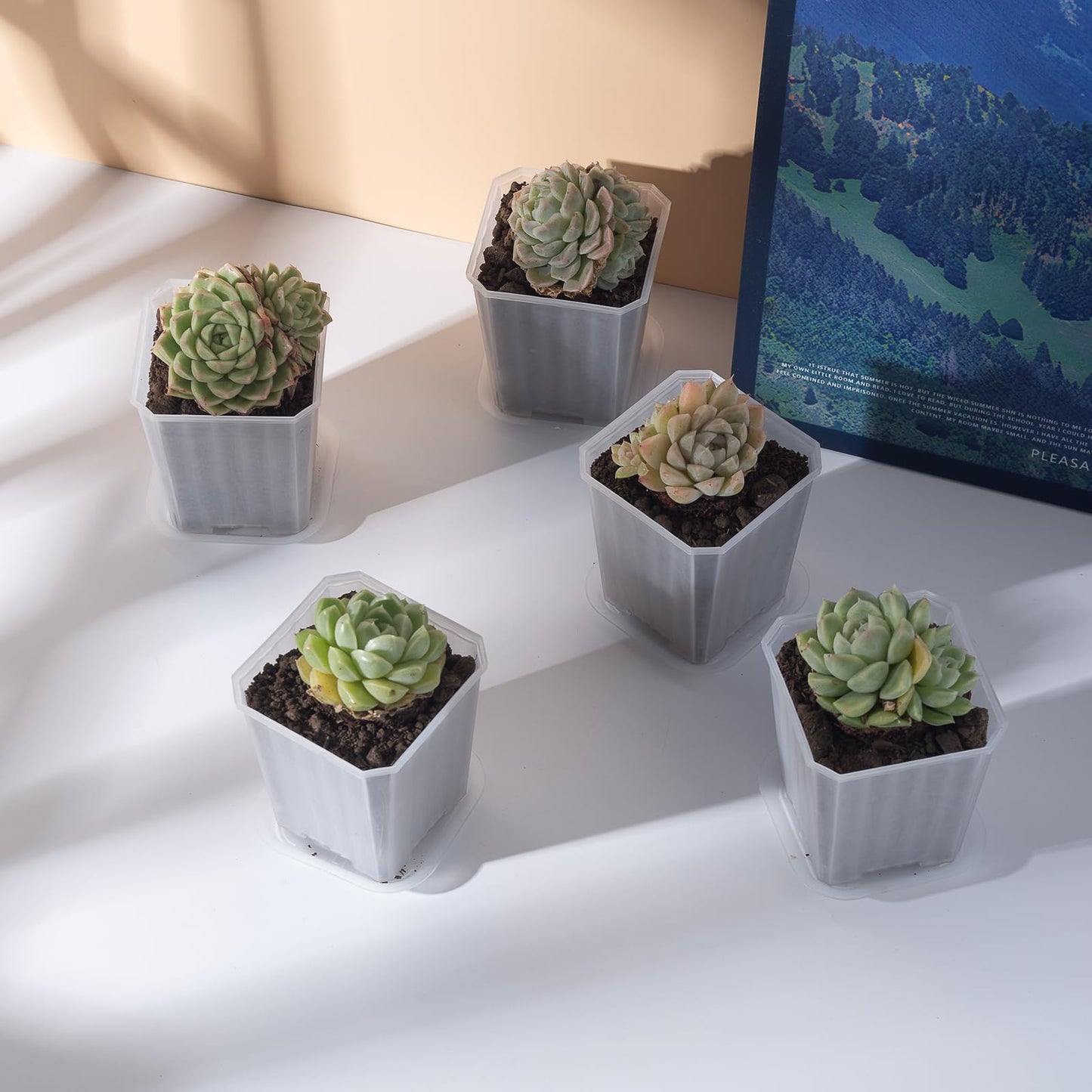 foxany 3 Inch Clear Nursery Pots, 30 Pcs Thick Plastic Plant Pot, Square Flower Planting Pots Variety Pack, Seedling Planter Starter Pots with Saucers for Garden
