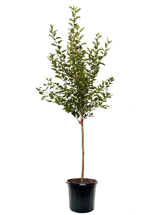 American Plant Exchange Apple Tree 'Lodi' – Live Fruit-Bearing Plant, 7-Gallon Pot, Cold-Hardy, for Home Orchards, Backyard Gardens & Edible Landscapes