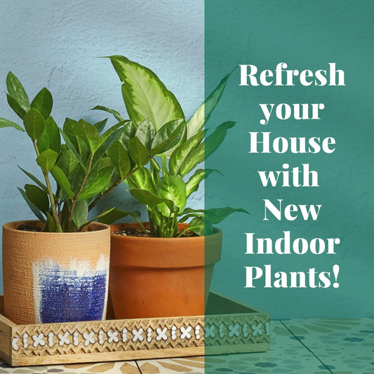 House Plant Shop | Pothos 'Njoy' - 3" Pot | Live Indoor Plant | Free Care Guide