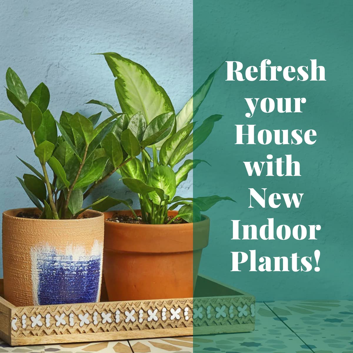 HOUSE PLANT SHOP | Calathea Rattlesnake 'Kokedama Beads' - 4" Pot | Live Indoor Plant | Easy to Care | Natural Décor Plant | Great Gifts | Free Care Guide