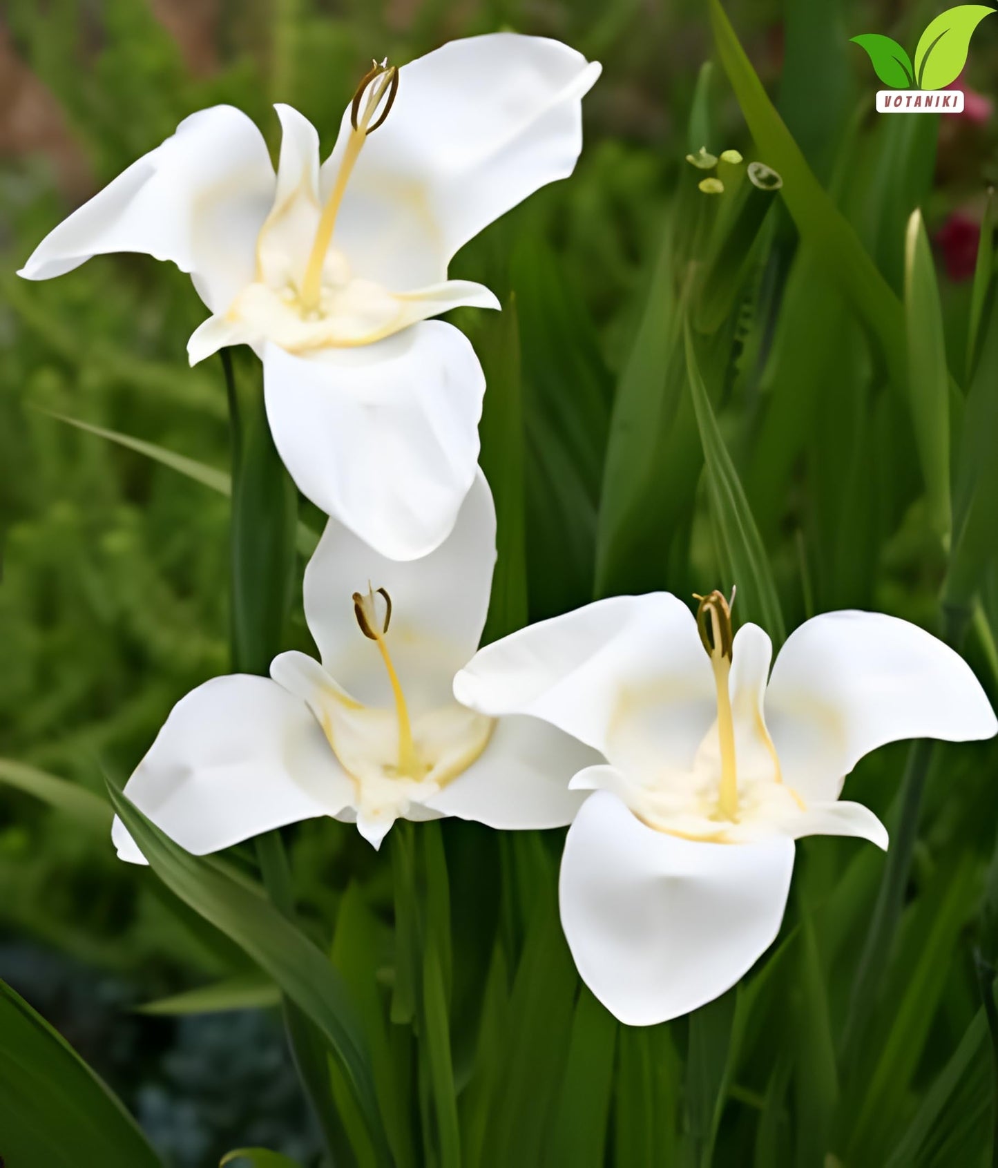 Votaniki Tigridia Pavonia Alba Immaculata Bulbs White Mexican Shell Flower Summer Bloom Garden Plants Cut Flower Use Sun to Part Sun Outdoor Planting (Pack of 25)