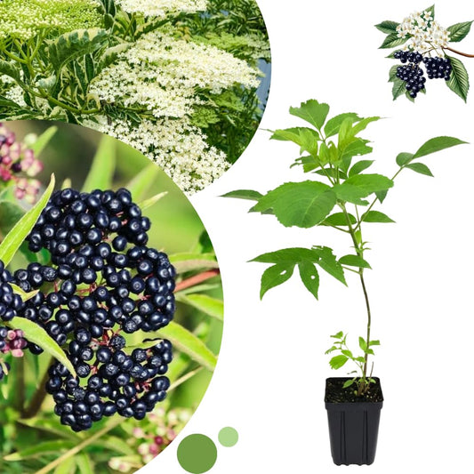 Elderberry Plant Live, 6-12" Height, Hardy Perennial Black Elderberry Bush for Outdoor Planting, in Pot