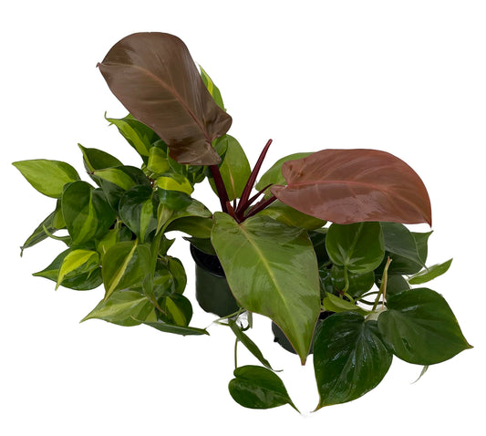 Philodendron Assortment - 3 Pack in 4" Pots