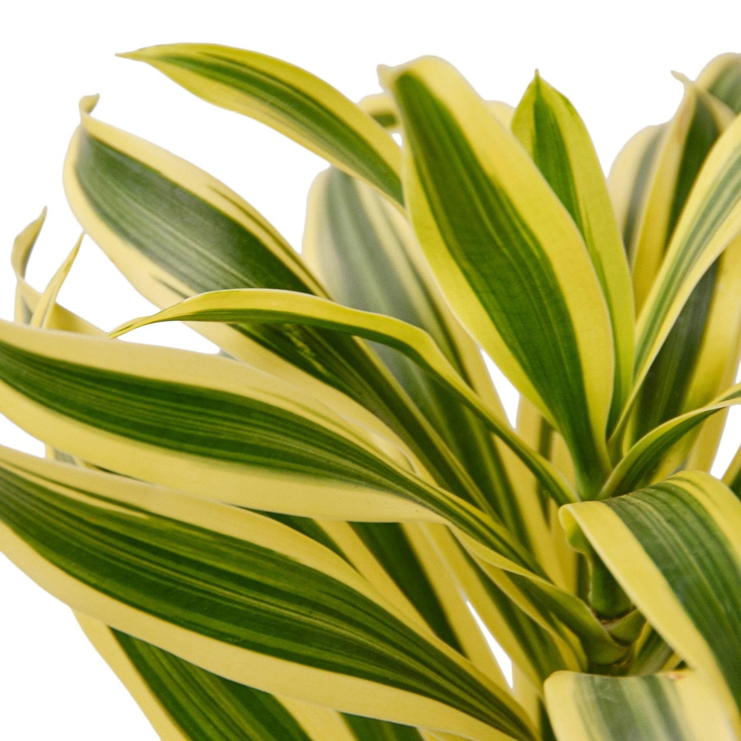 6 Pack Dracaena 'Song of India' in 6in Pot - Live Plants Tropical Houseplants | Variegated | USA Growers | The Snobby Leaf