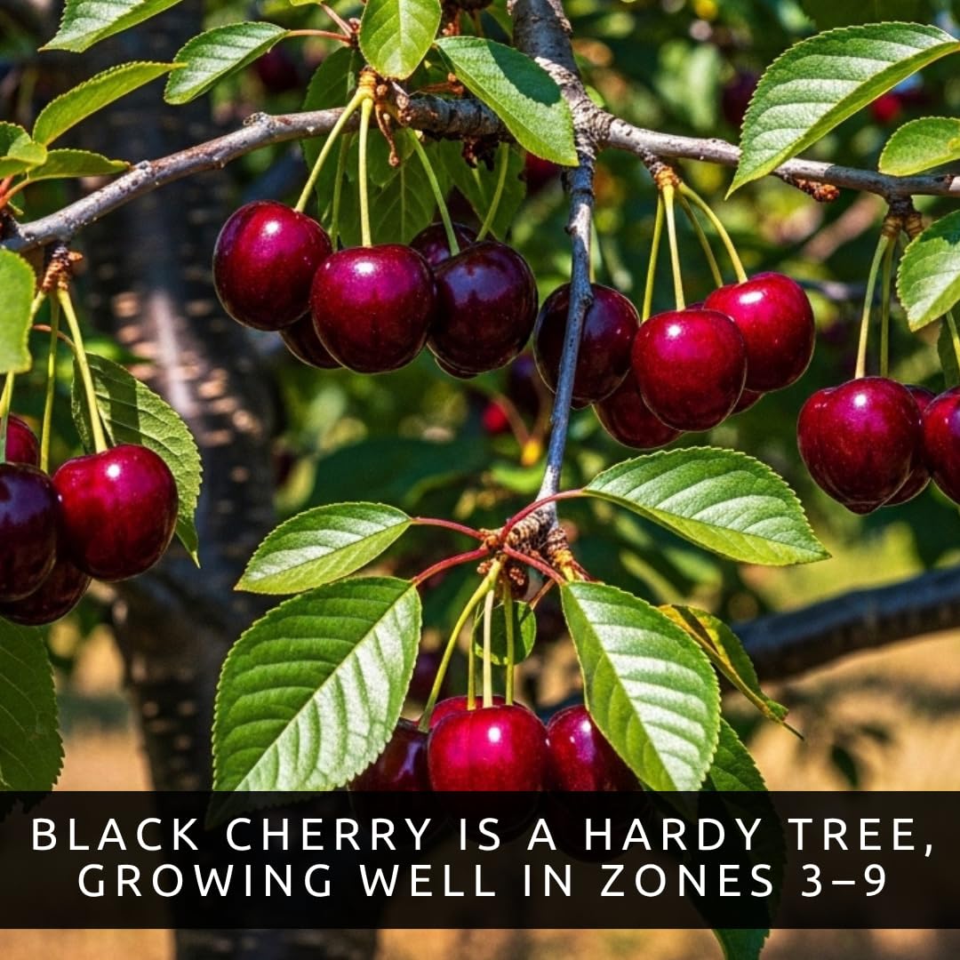 5 Black Cherry Tree Live Plants 1–2 Ft Tall (Prunus serotina) – Fast Growing Native Fruit Tree – Edible Cherry, Wildlife Habitat & Backyard Orchard Starter Tree (5 Live Tree Plants)