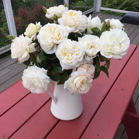 Heirloom Roses Rose Plant - White Gold Live Rose Bush, Shrub Rose Plant for Planting Outdoors