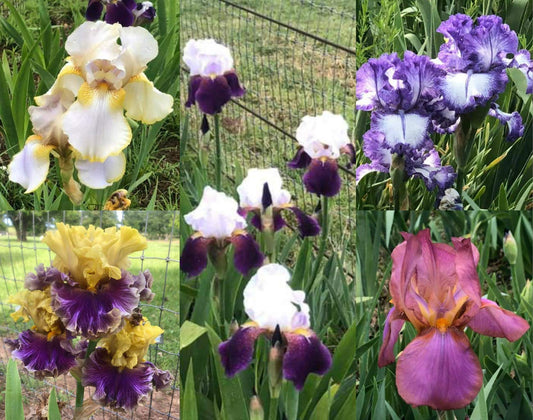 Bearded Iris Mixed Colors - for Planting - (5)