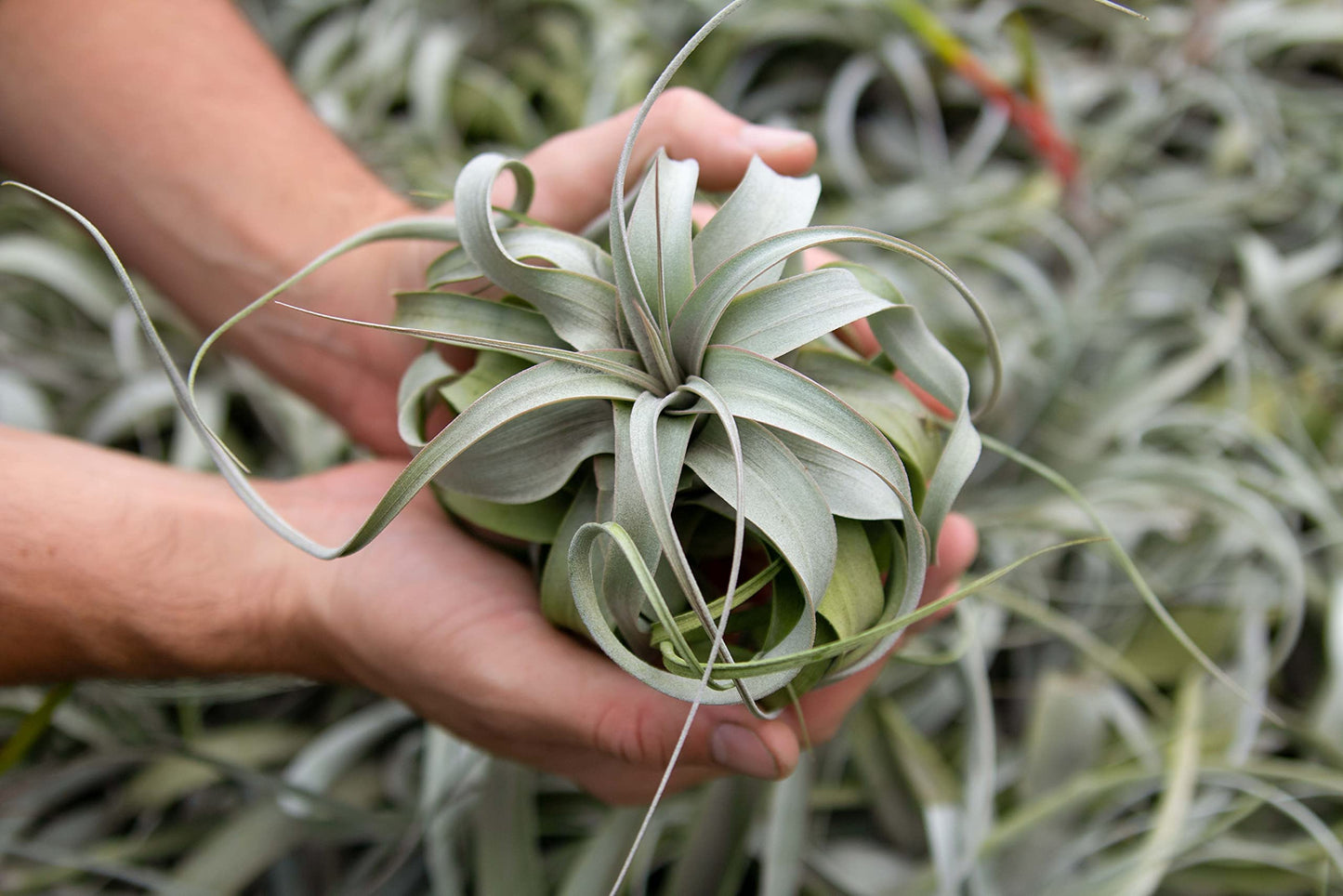 3 Pack Large Xerographica Air Plants 5 to 7 Inch Wide-Air Plants Live Tillandsia Succulent House Plants Holders-Available in Wholesale and Bulk-Home and Garden Decor-Easy Care Indoor Outdoor(