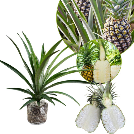 1 White Jade Pineapple Plant Live for Planting, Sweet Pineapple Fruit Tree Live Plant 5 to 8 Inch Tall, Pineapple Starter Plants