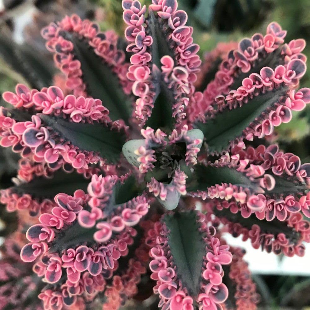 2 Kalanchoe Pink Butterfly Plants Live Indoor Outdoor 2 Inch Pot, Pink Kalanchoe Succulent Mother of Thousands Plant Live
