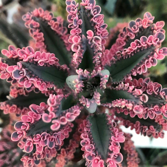 2 Kalanchoe Pink Butterfly Plants Live, Kalanchoe Live Plant, in 2 Inch Pot, Pink Kalanchoe Succulent Mother of Thousands