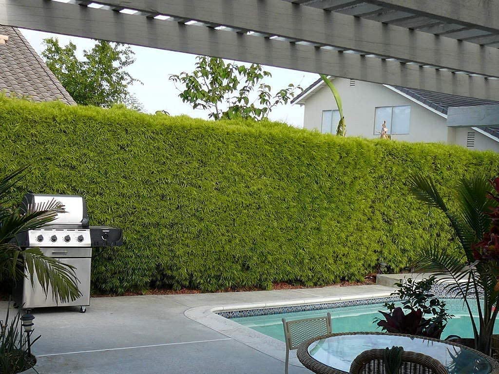 Podocarpus Macrophyllus | 5 Live 4 Inch Pots | Japanese Yew | Low Maintenance Evergreen Privacy Hedge Plants
