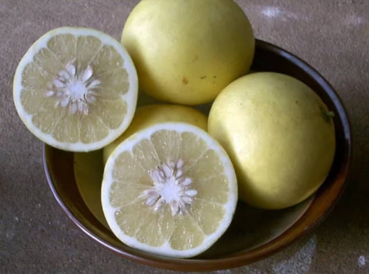 Florida only! Duncan Grapefruit Tree, 1 Gallon Tree, grafted 26-30" Tall