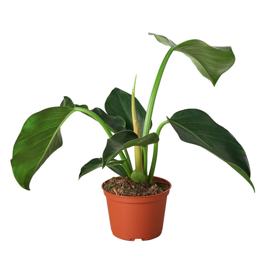 Philodendron 'Congo Green' | Live Plant for Indoor & Outdoor | for Living Room, Office, Bathroom | (6" Pot)