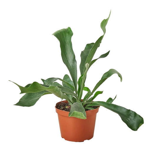 Staghorn Fern | Live Plant for Indoor & Outdoor | for Living Room, Office, Bathroom | (6" Pot)