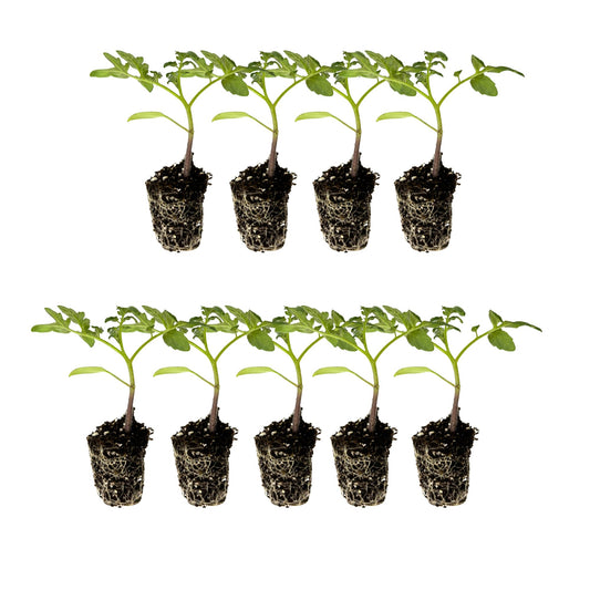 Tomato Starter Live Plug Plants 9 Plants – Heirloom & Hybrid: Brandywine Pink, Cherokee Purple, Mortgage Lifter, Yellow Pear, Better Boy Plus, Wonderstar Pink, Supersweet 100, Beefmaster, La Roma