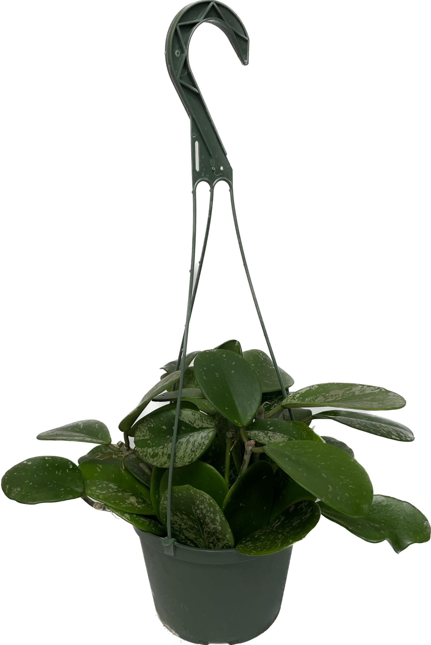 Hoya Obovata Spalsh Available in 2" Pot, 4" Pot, and 6" Hanging Pot Hoya Live Plants Live Houseplants California Seller (Multiple Plants, 6" Hanging Pot)