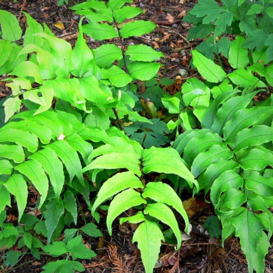 Fern-C. Japanese Holly Fern (1 Gallon)