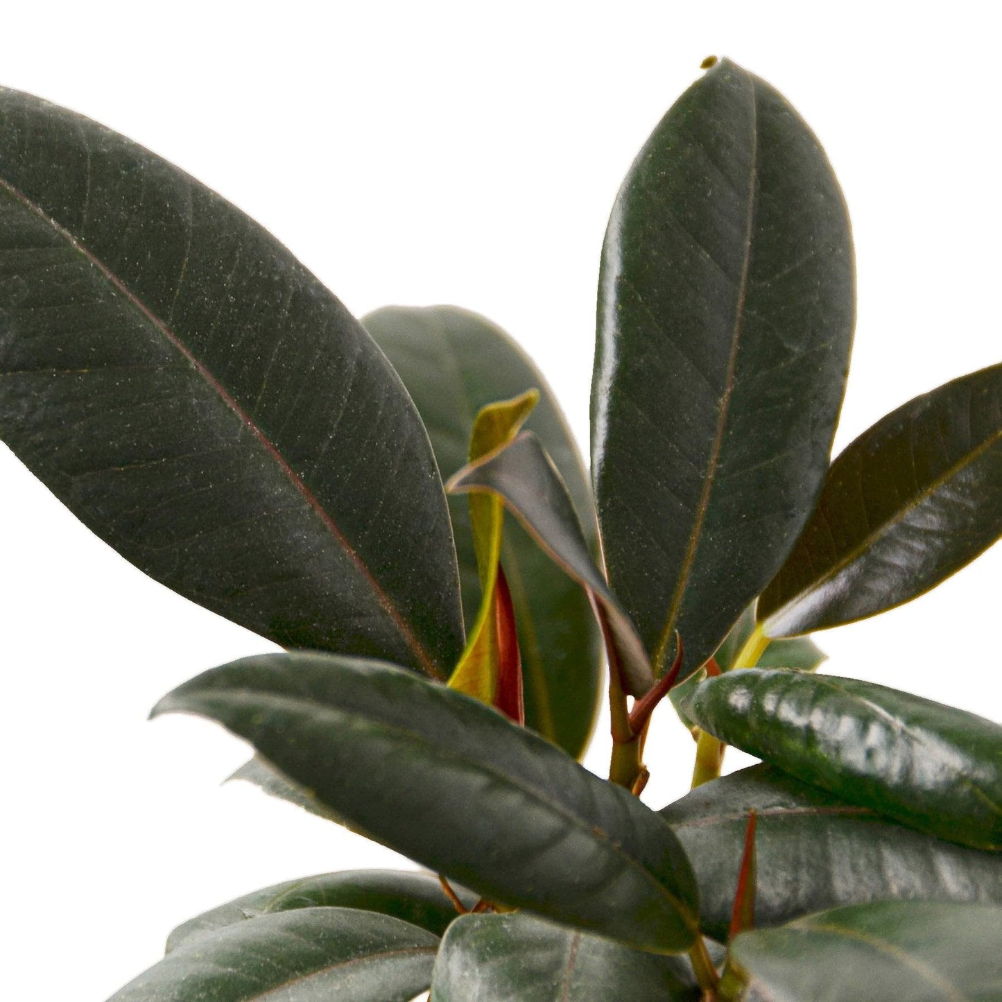 3 Pack Ficus Elastica 'Burgundy' in 4in Pot - Live Plants Tropical Houseplants | Variegated | USA Growers | The Snobby Leaf