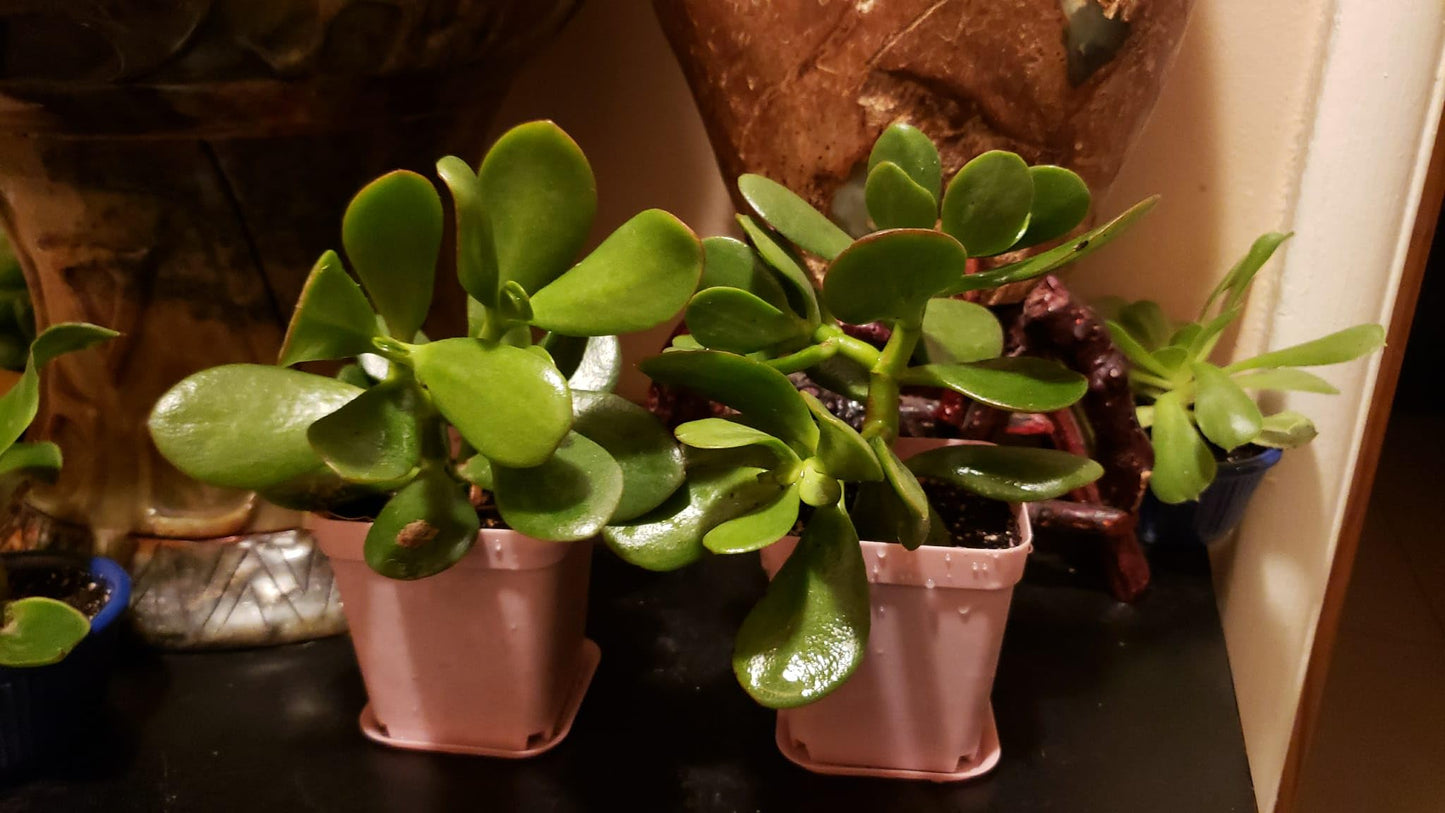 2 Live Jade Plants in 3" Pots, Indoor Succulent House Plants, Small Decorative Potted Crassula Ovata for Home and Office. 5" Jade Plant. Easy to Maintain.