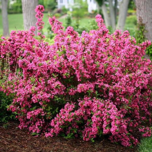 Pink Weigela Shrub - 10-16" Tall Live Plant - Quart Pot - Flowering Weigela Bush Seedling - Weigela Florida